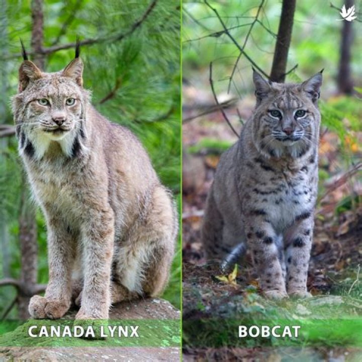 Are Kubota and Bobcat the same?