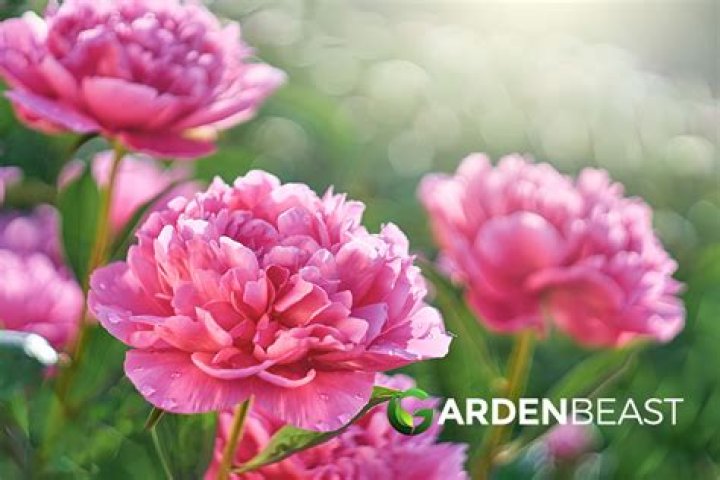 Are peonies poisonous to dogs?