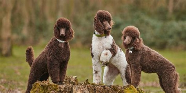 Are Poodles lap dogs?