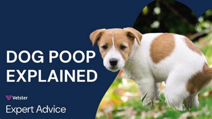 Can a dog get parvo from deer poop?