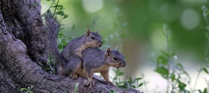 Can a squirrel mate with a cat?