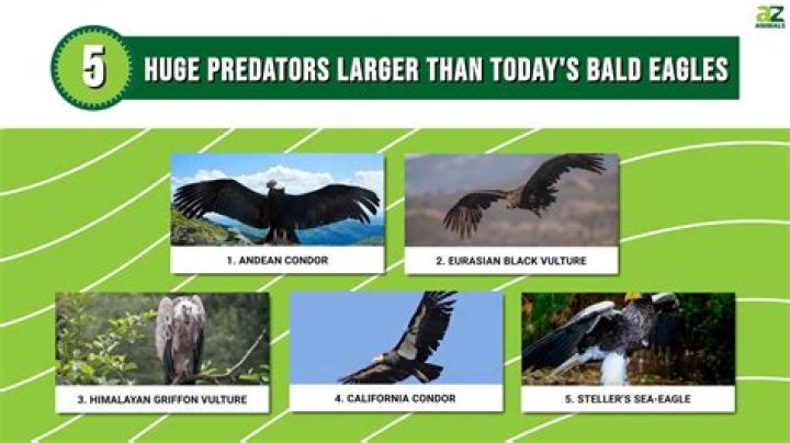 Can any bird fly higher than an eagle?