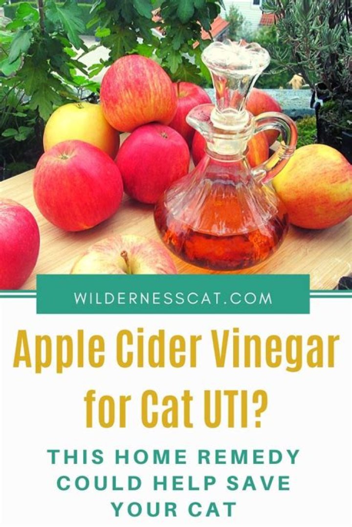 Can apple cider vinegar cure UTI in cats?