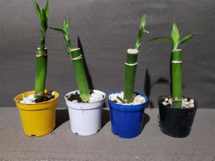 Can bamboo be fully submerged in water?
