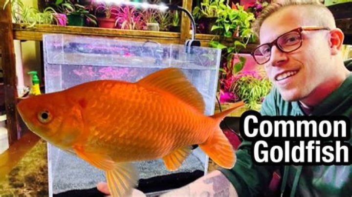 Can big goldfish be eaten?