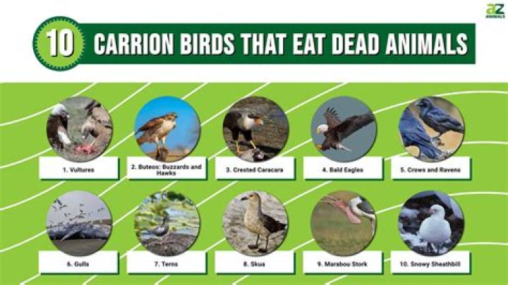 Can birds eat raw egg shells?