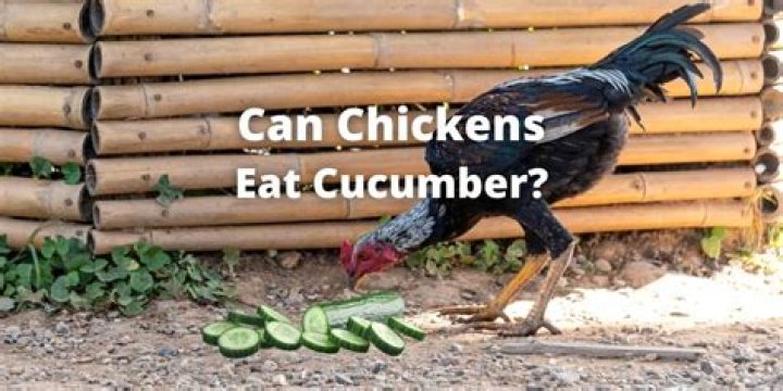 Can chickens eat cucumber?