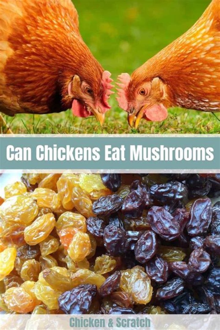 Can chickens have raisins?