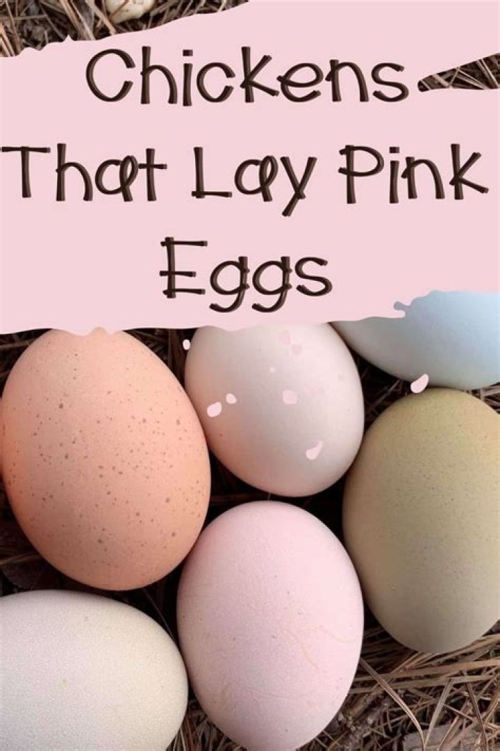 Can chickens lay empty eggs?