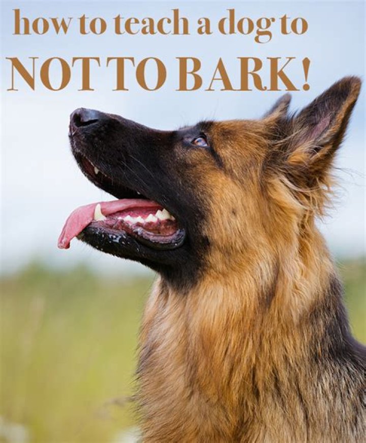 Can dogs be trained not to bark?