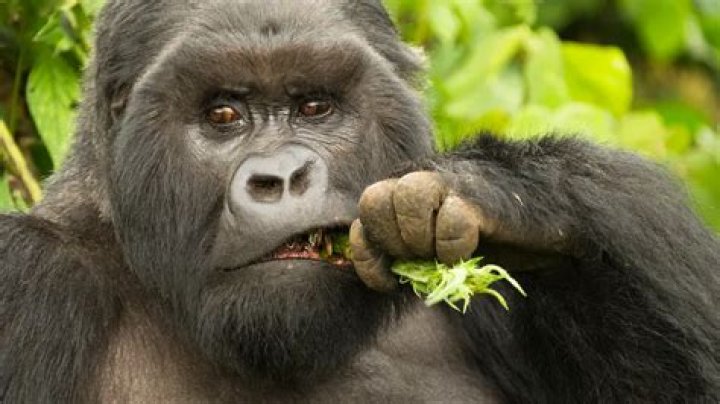 Can gorillas eat chocolate?