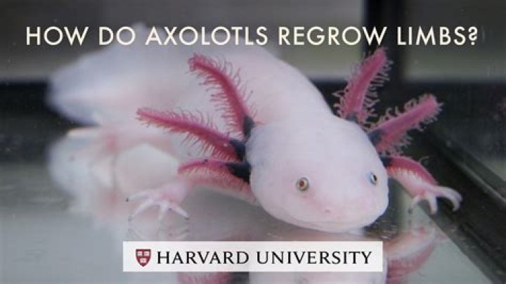 Can Jason regrow limbs?