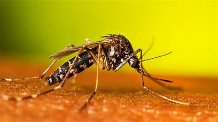 Can mosquitoes live in dirt?