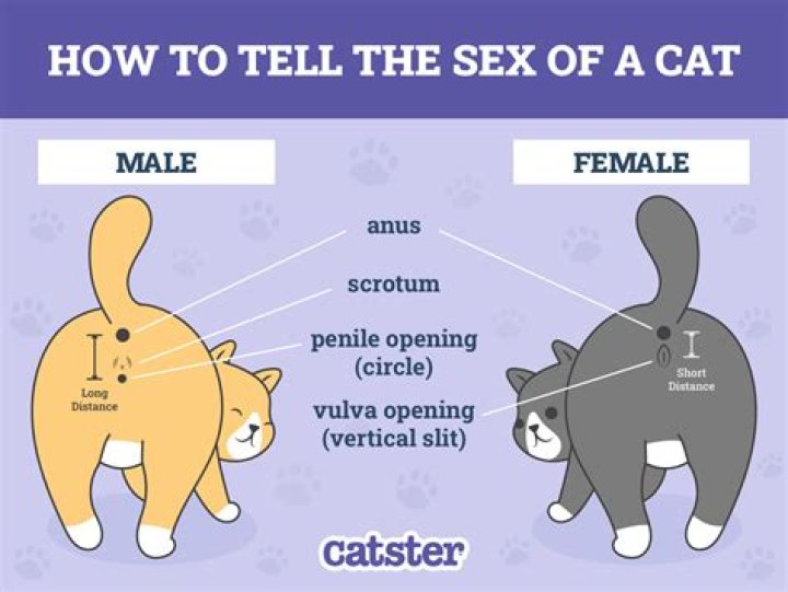 Can my cat tell if I am sick?