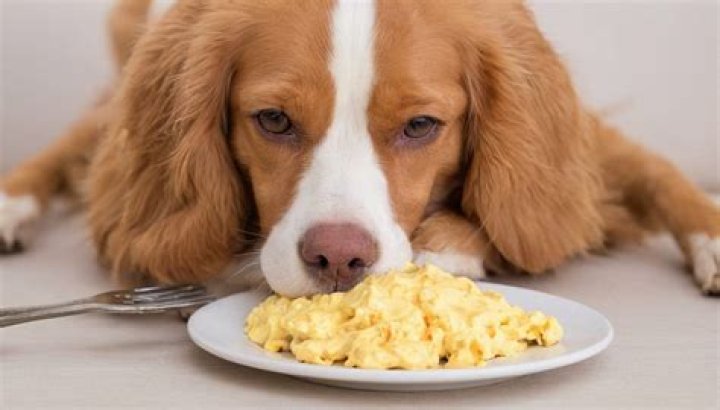Can scrambled eggs cause diarrhea in dogs?