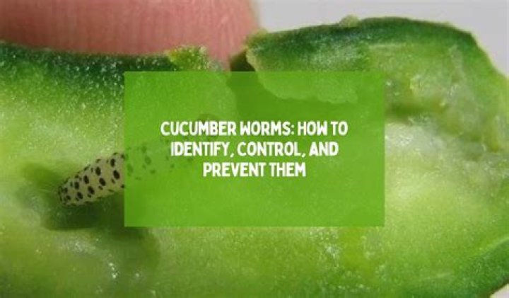 Can worms eat cucumber?