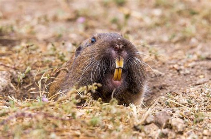 Can you drown gophers with hose?