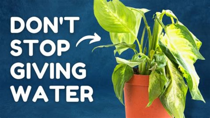 Can you overwater plants in pots?
