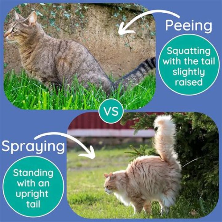 Do all male cats spray in the house?