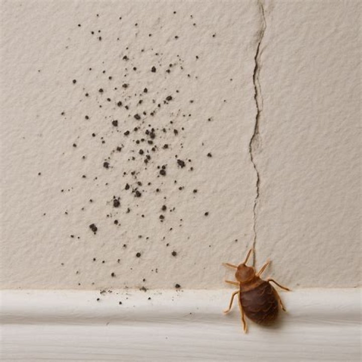 Do bed bugs poop on walls?