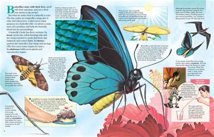 Do butterflies taste with their feet?