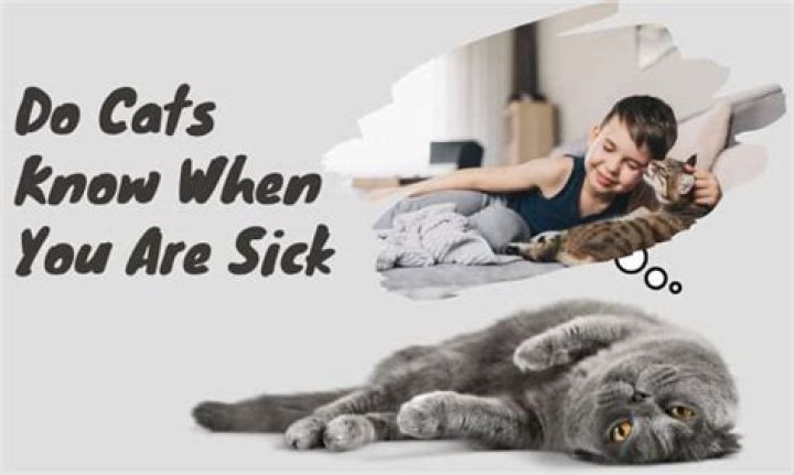 Do cats know when you are sick?