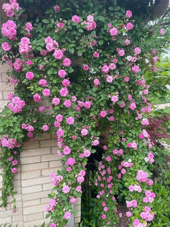 Do climbing roses need lots of water?
