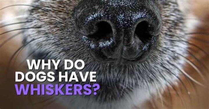Do dog whiskers have a purpose?