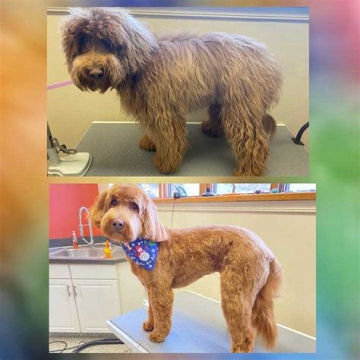 Do dogs feel better after grooming?
