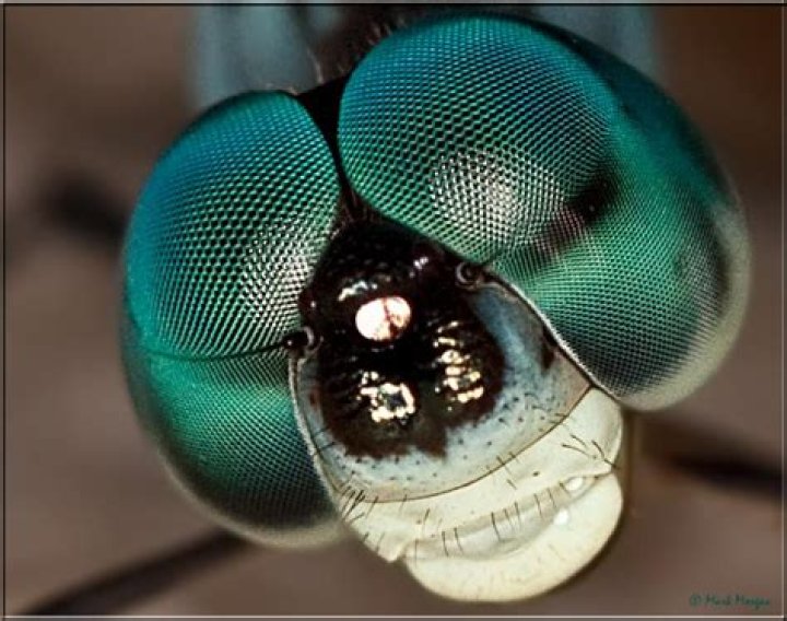 Do dragonflies have 2 eyes?