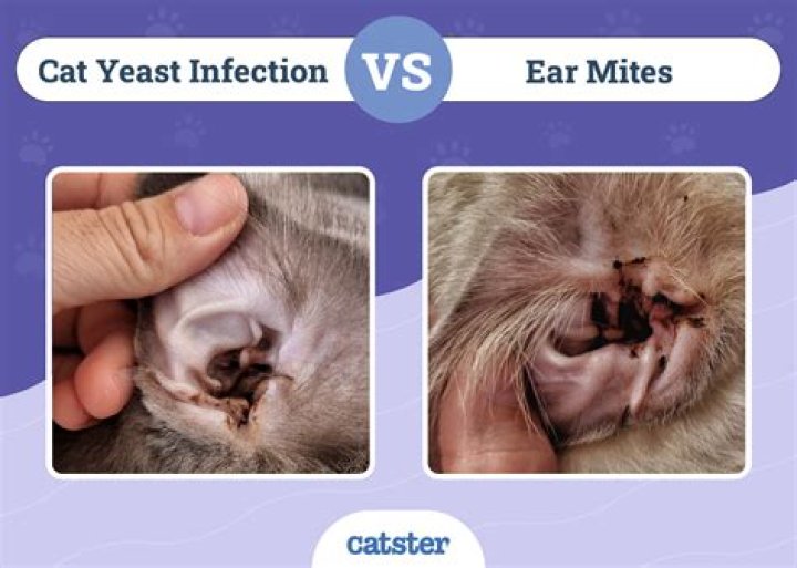 Do dust mites live on curtains?