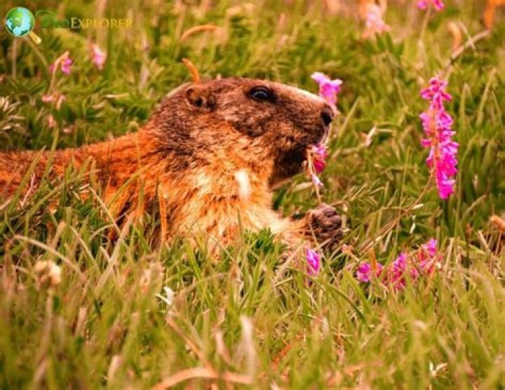 Do groundhogs eat geraniums?