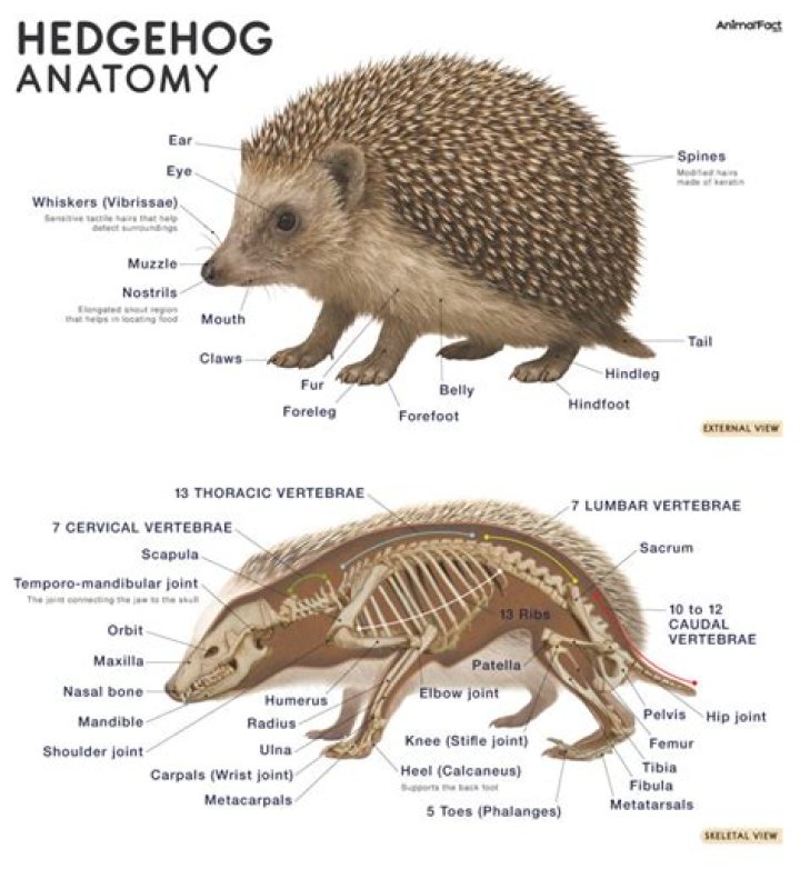 Do hedgehogs like their belly rubbed?
