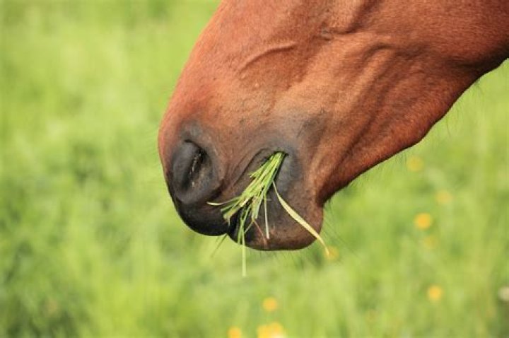 Do horses get angry when hungry?