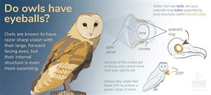 Do owls have eyes?