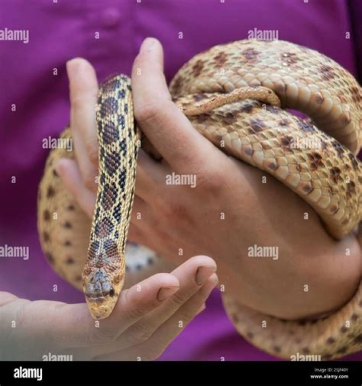 Do pet snakes enjoy being handled?