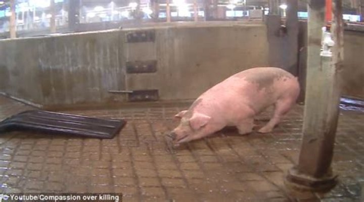 Do pigs feel pain when slaughtered?