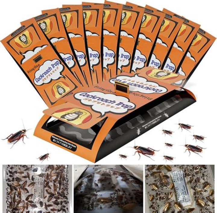 Do roach motels really work?