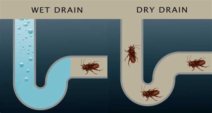 Do roaches come up through drains?