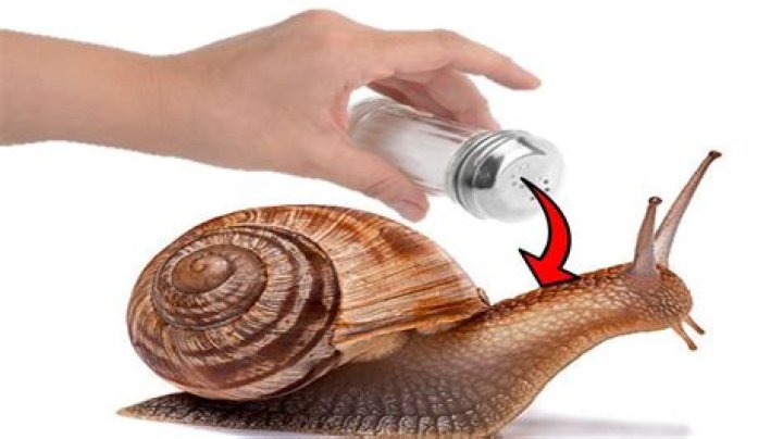 Do slugs suffer when salted?
