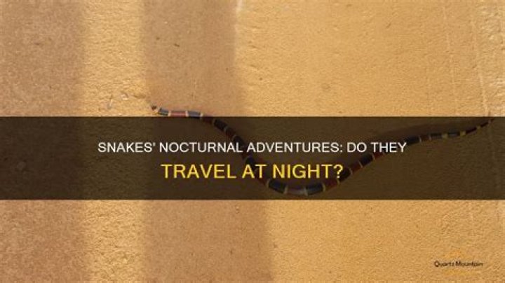 Do snakes wander at night?