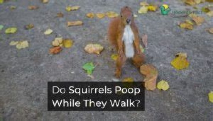 Do squirrels poop while they walk?
