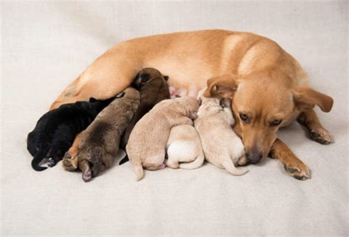 Does a mama dog miss her puppies?