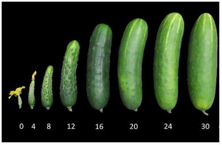 Does cucumber have iron?