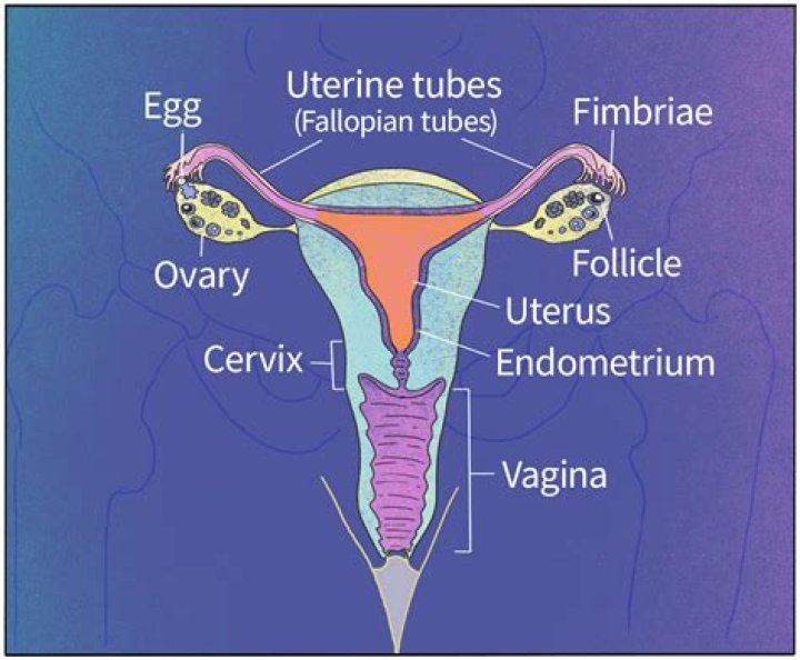 Does fat protect the uterus?