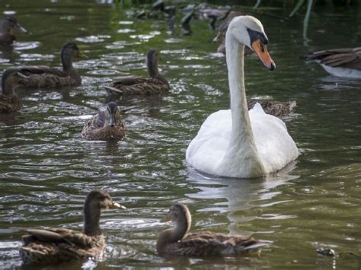 Has the Queen eaten swan?