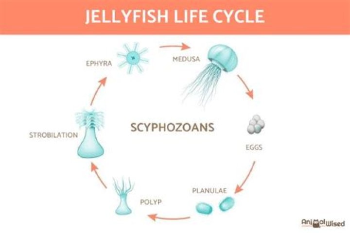 How are jellyfish born?