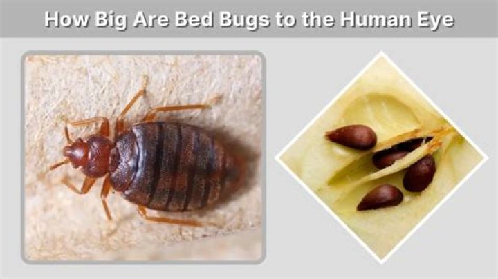 How big are bed bugs to the human eye?