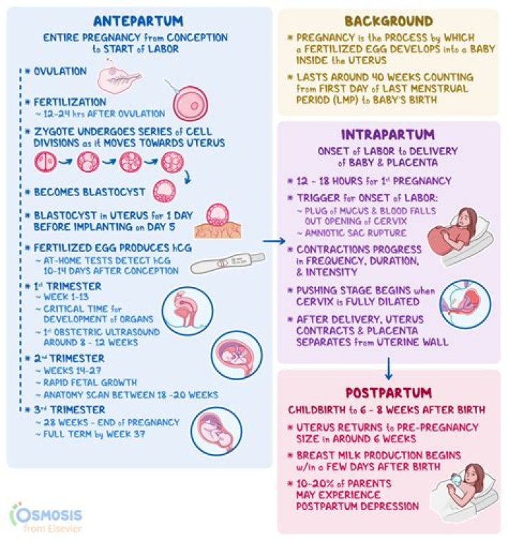 How big is the uterus 2 weeks postpartum?