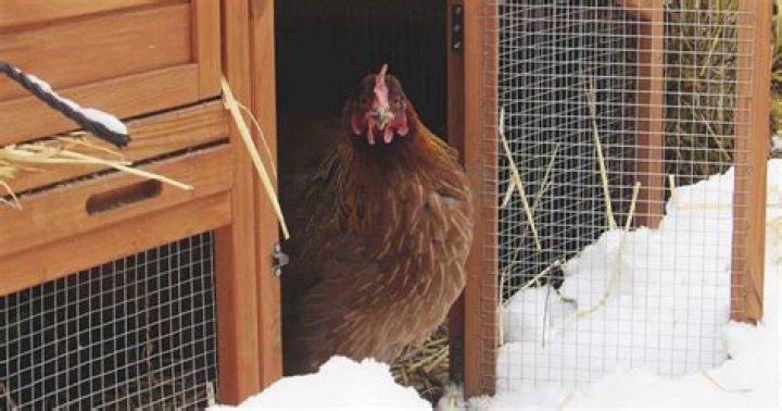 How can I heat my chicken coop without electricity?